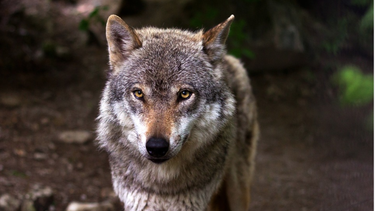 Decapitan un lobo y lanzan sus restos en una piscina pública