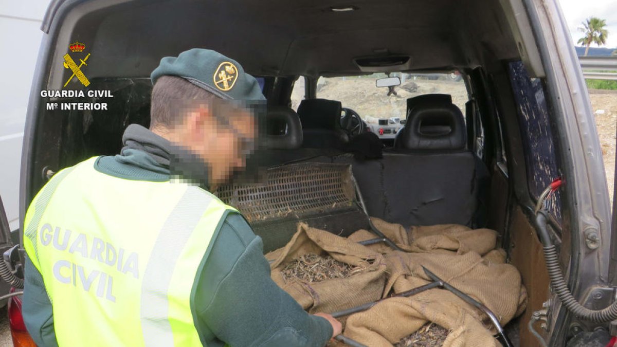 Investiguen a dues persones per robar 180 quilos d'olives a Xerta