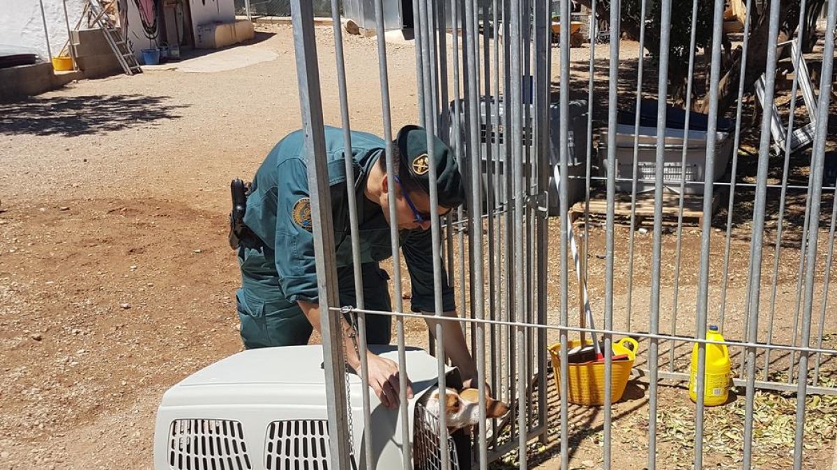 Investiguen un veí de Godall per tenir quatre gossos podencs en estat d'abandonament