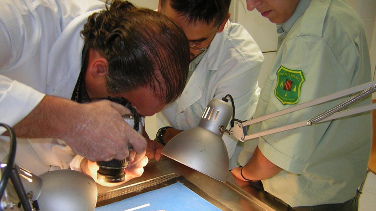 Condemnen un veí de Vinyols per matar amb verí una trentena de gossos i gats