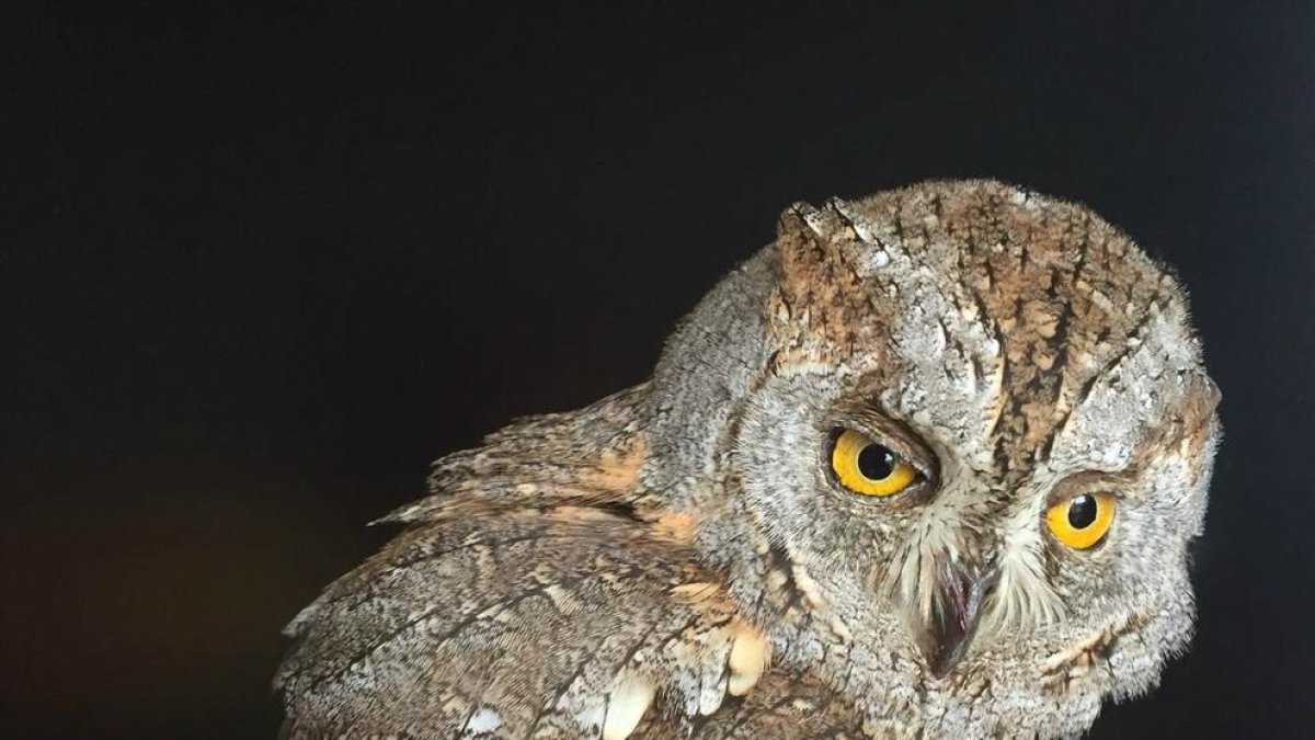 Rescatan un búho herido en Roquetes