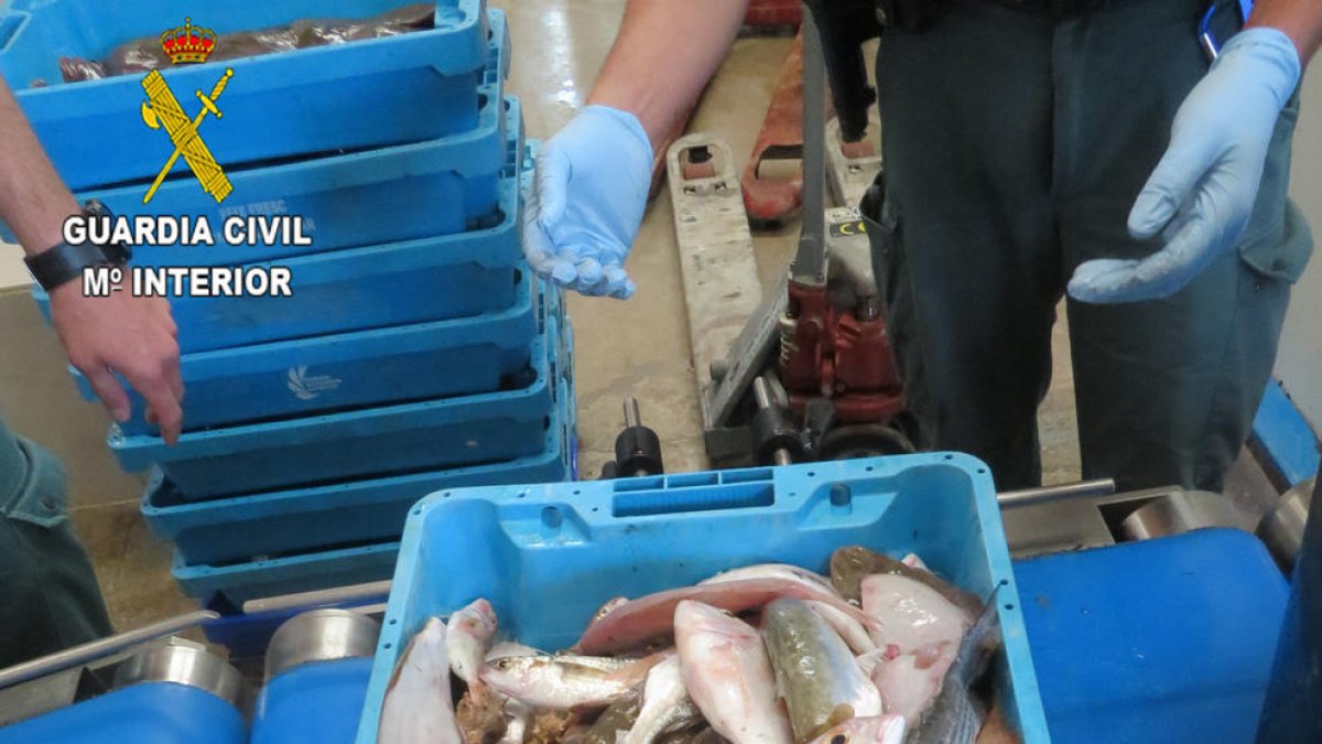 Enxampen a Deltebre un cotxe amb 80 quilos de peix per comercialitzar fora de llotja