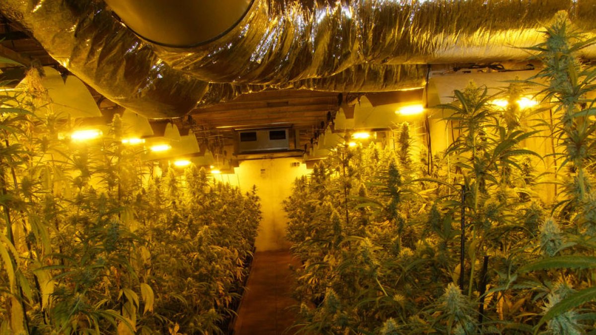 Detienen a un padre y un hijo por tener una plantación de marihuana en el Catllar