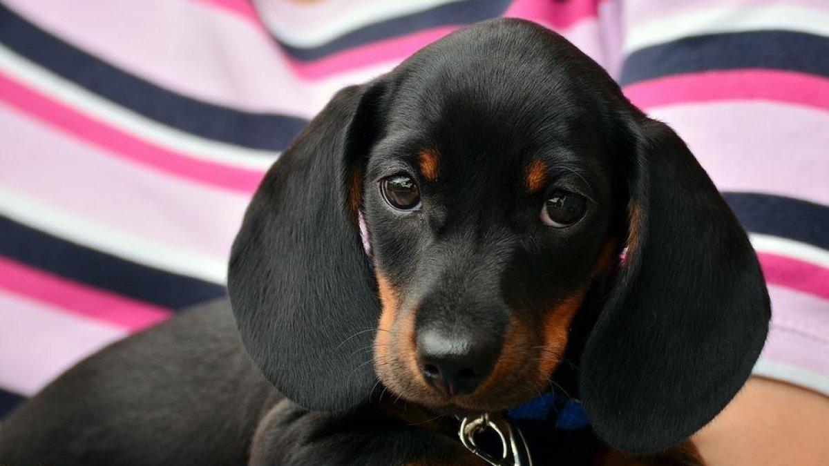 Las cinco ciudades top para hacer turismo 'pet-friendly'