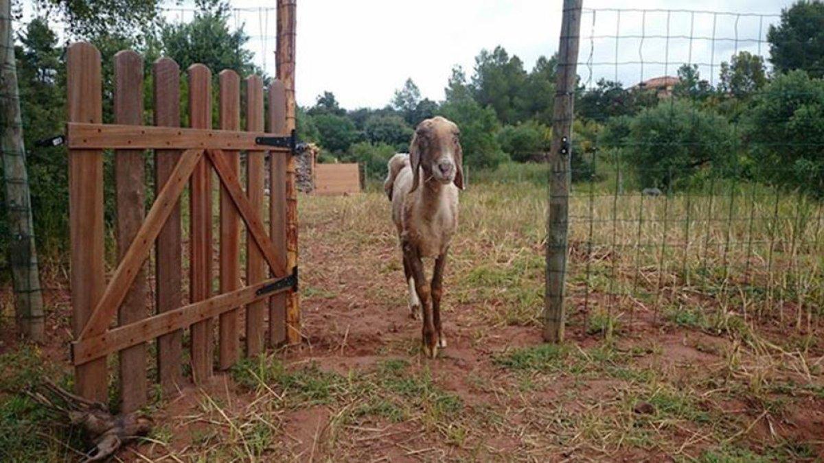 El Hogar Animal Sanctuary recauda dinero para marcharse de Marçà e instalarse en Vic