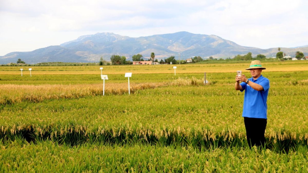 Arrossaires del Delta de l'Ebre culmina creació de la nova empresa Nomen Foods