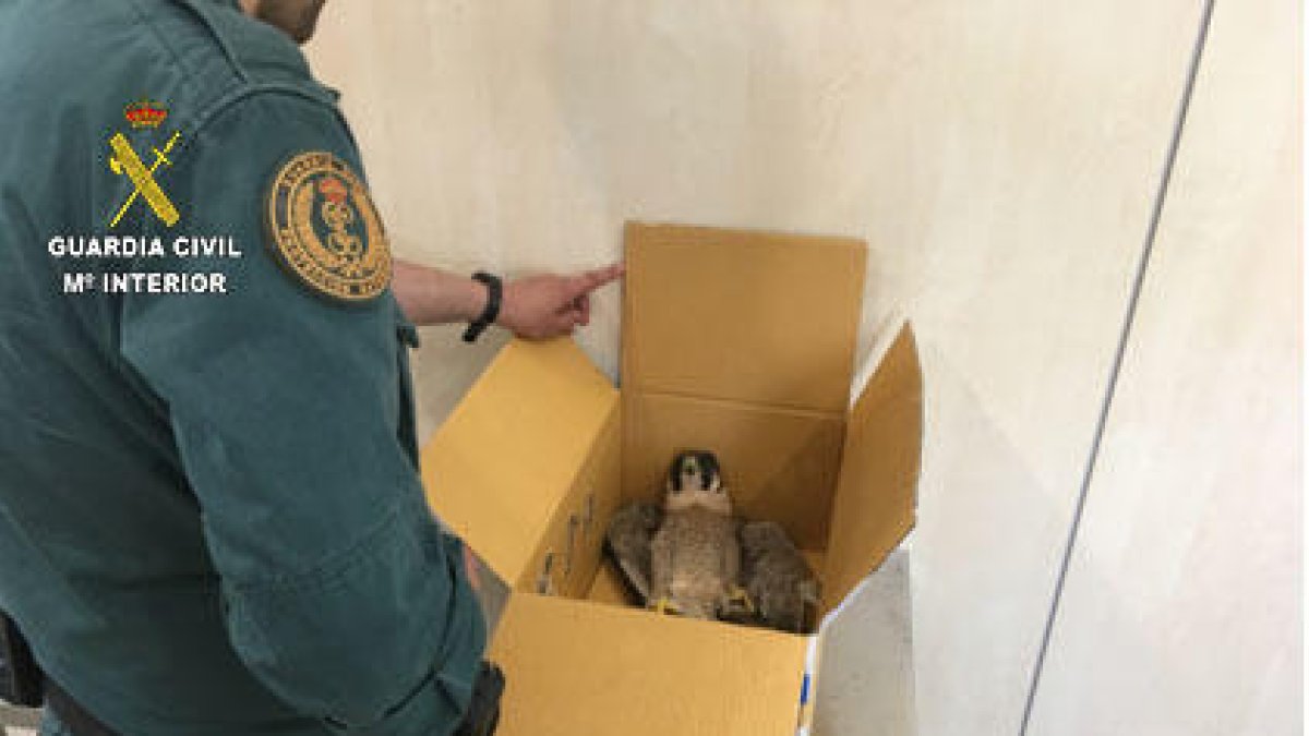 Recuperan un halcón peregrino herido en Alforja