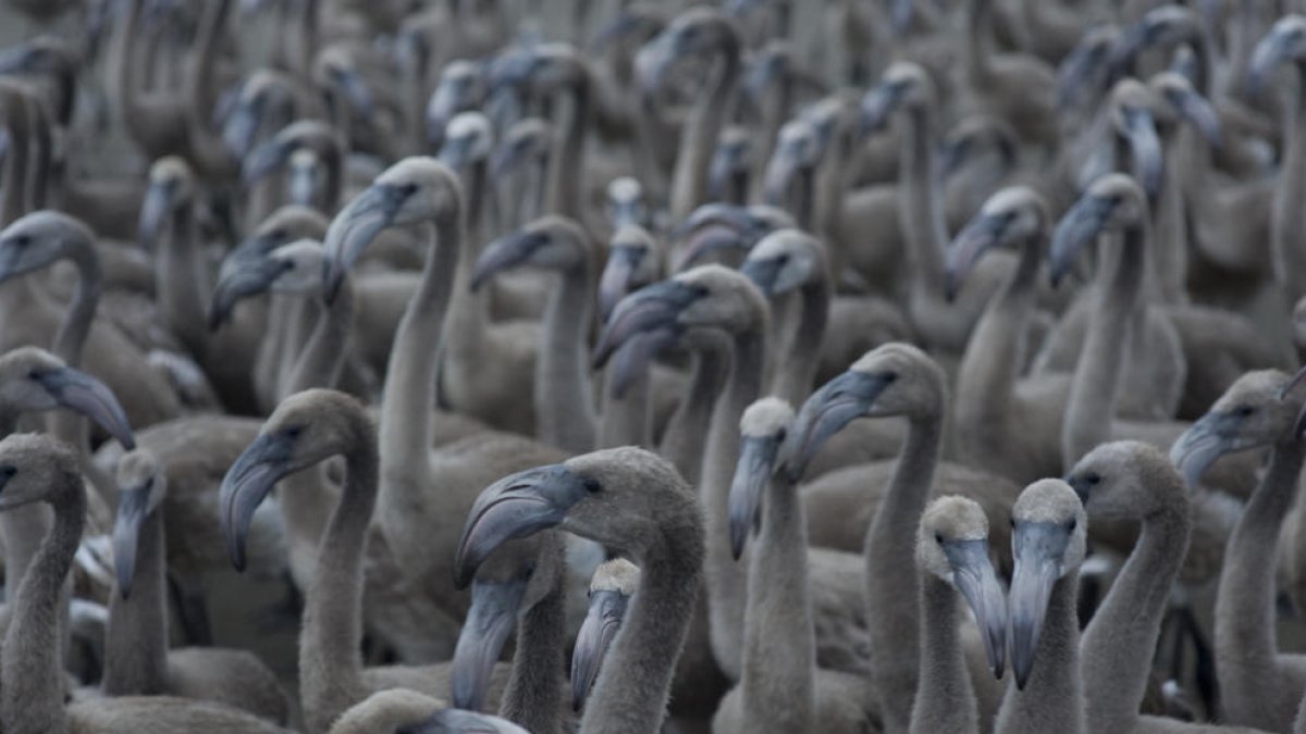 La colonia de flamencos del delta del Ebre se recupera después de cuatro años de reproducción adversa