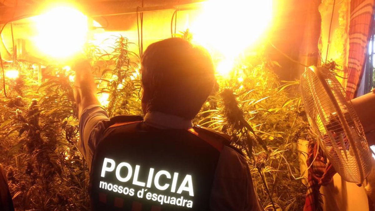 Desmantellen una plantació de 600 plantes de marihuana en una finca de Reus