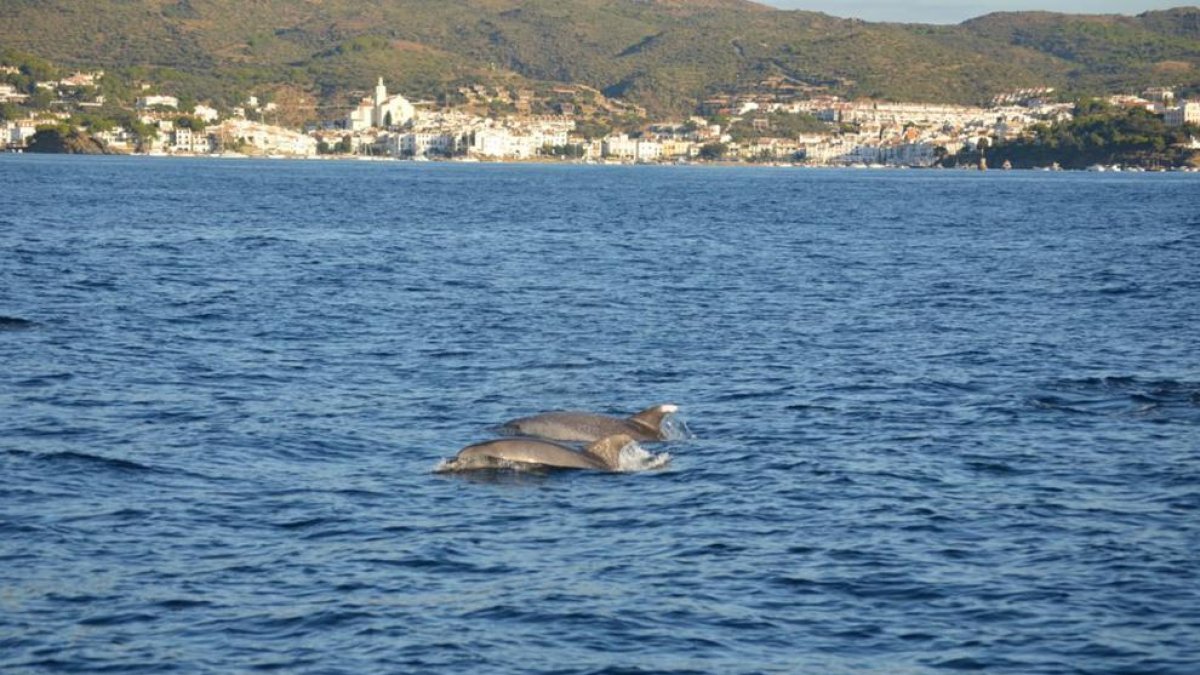 El corredor de cetáceos del Mediterráneo declarado Área Marina Protegida