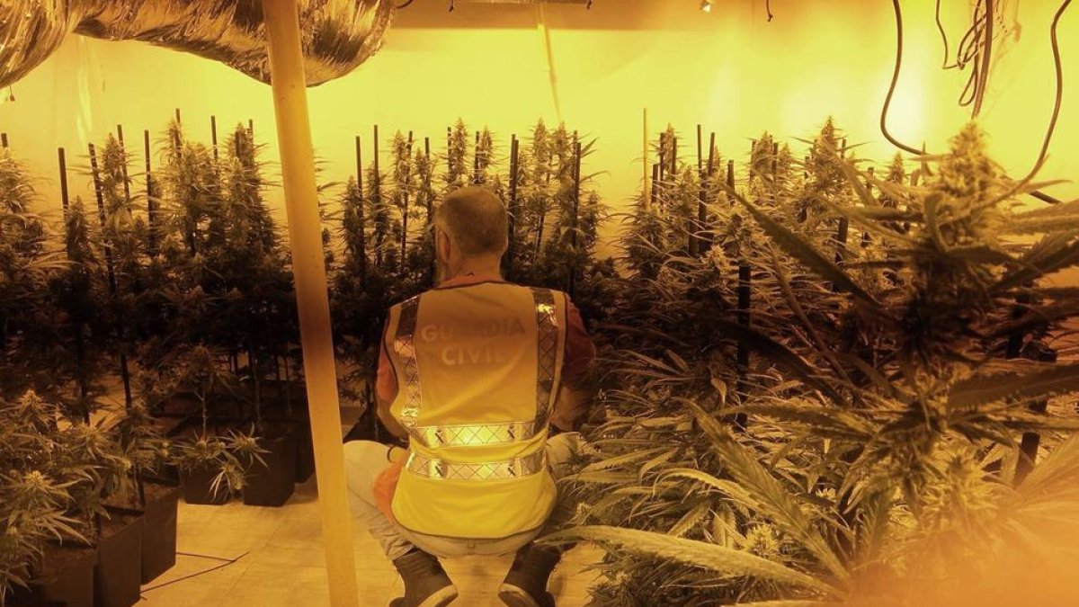 Desmantellada una plantació de marihuana al Vendrell