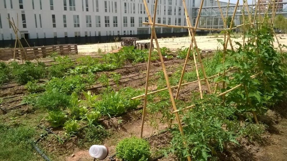 La AV Tarragona Centre quiere transformar solares vacíos en 1.000 m2 de huertos urbanos