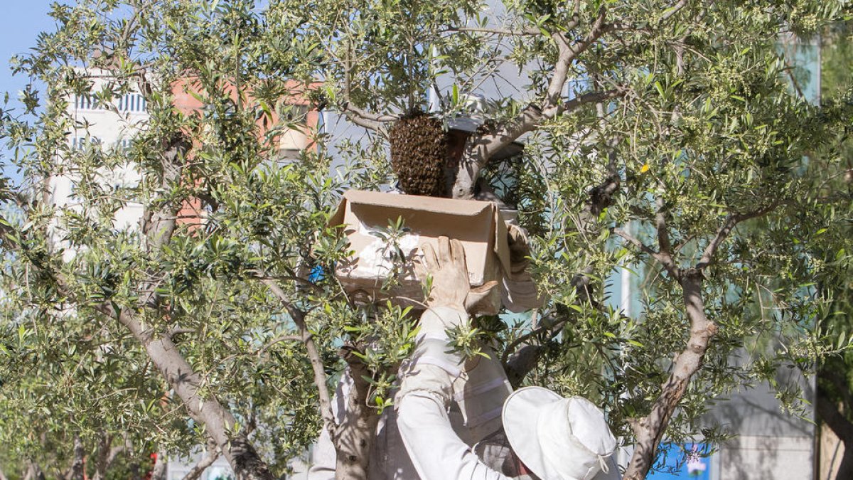 Reus centra 166 de les 242 actuacions per abelles a la comarca des del 2016