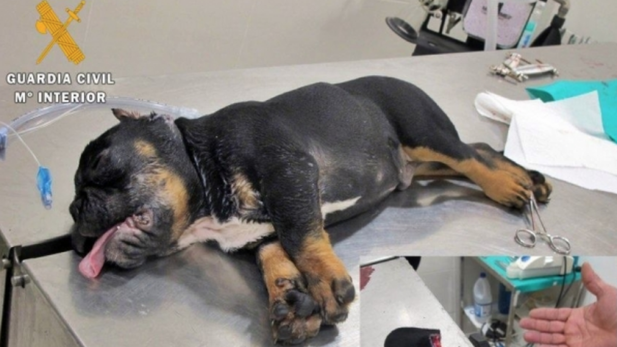 Detienen a un falso veterinario cuando se disponía a cortar las orejas a un perro
