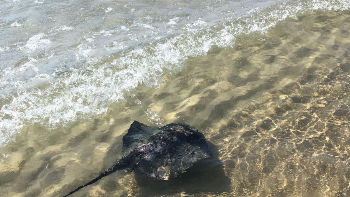 La presencia de un chorreo pone en alerta las playas de la Savinosa y el Arrebatamiento
