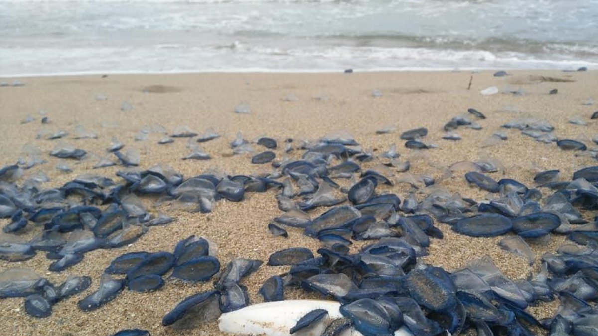 La playa de Coma-ruga aparece llena de Velellas