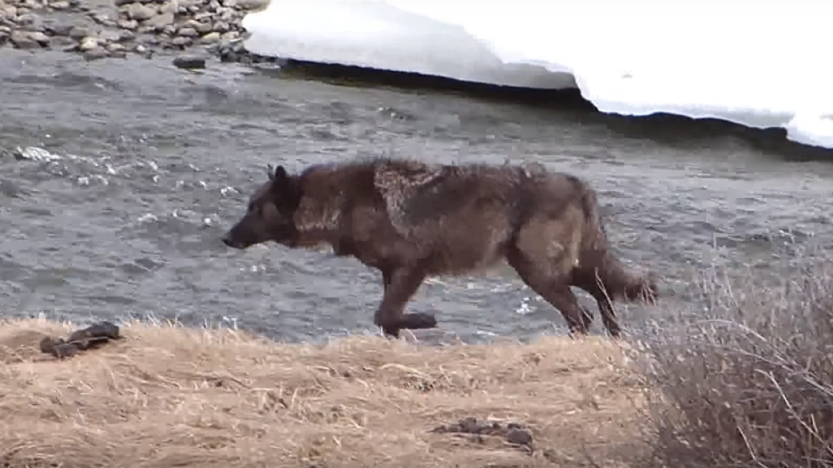 Un cazador mata a la loba más famosa de Yellowstone