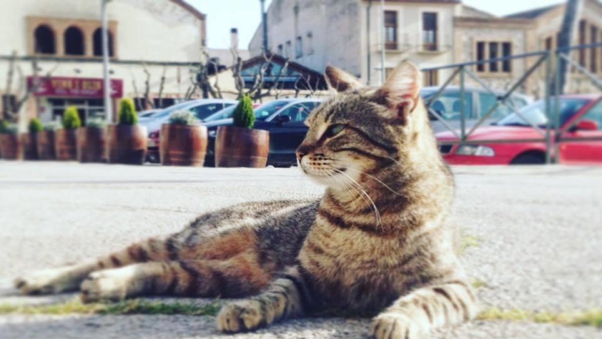 Falset atorga una subvenció a l'Associació SolCats per controlar les colònies de gats