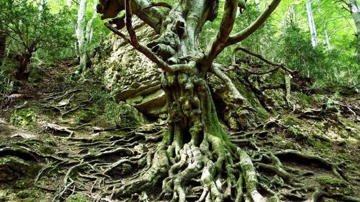 Imatge del Faig Pare al Parc Natural dels Ports.