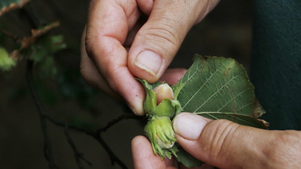 avellana, agricultura