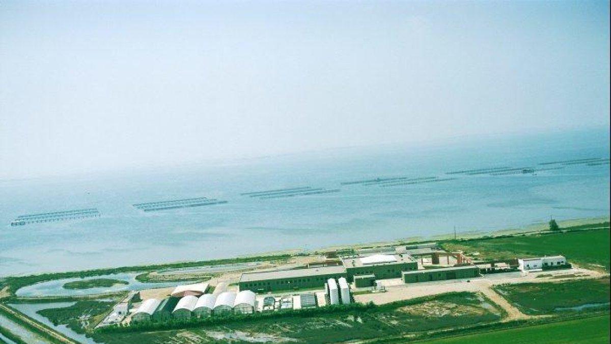 Agricultura ha invertido más 2,5M€ en la preservación del sector productivo de molusco del Delta del Ebro