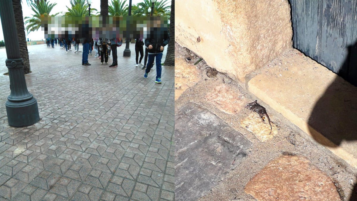 A l'esquerra, els alumnes contemplant una rata morta al passeig de les Palmeres. A la dreta, el mateix animal mort al carrer Civaderia.