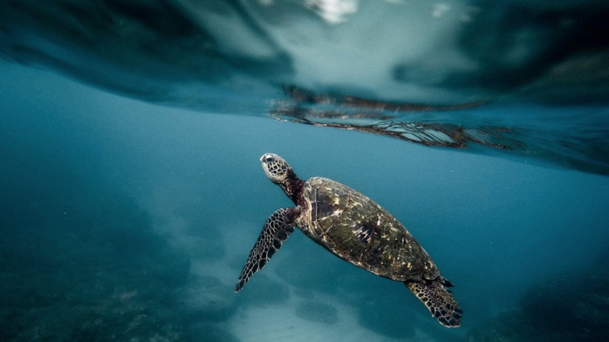 En el Día Mundial de la Vida Silvestre crece la alerta por|para la extinción de especies marinas