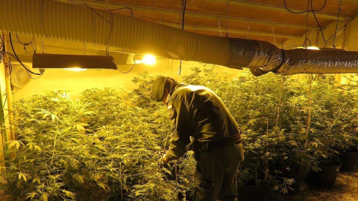 Desmantellen una plantació exterior i una interior de marihuana al Perelló
