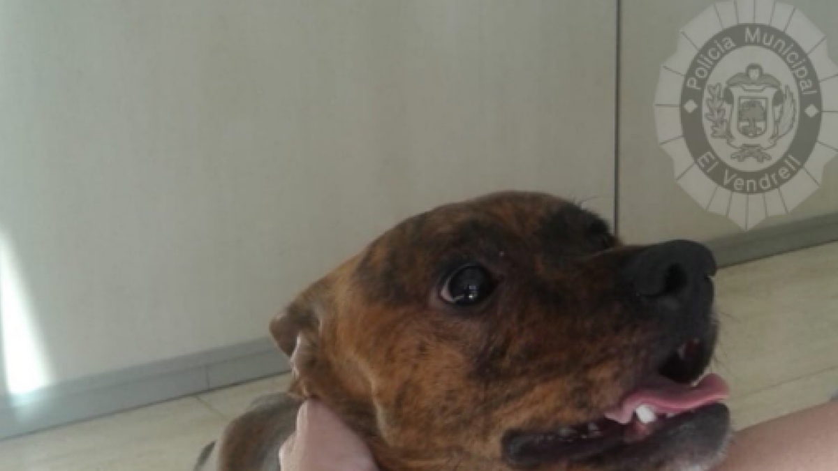 Buscan al propietario de un perro encontrado solo por las calles del Vendrell