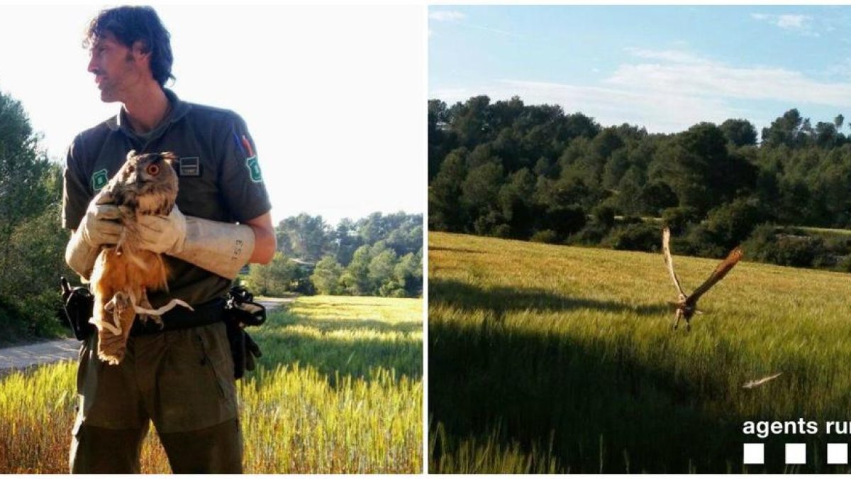 Liberan un duque en el Tarragonès después de recuperarse de un traumatismo