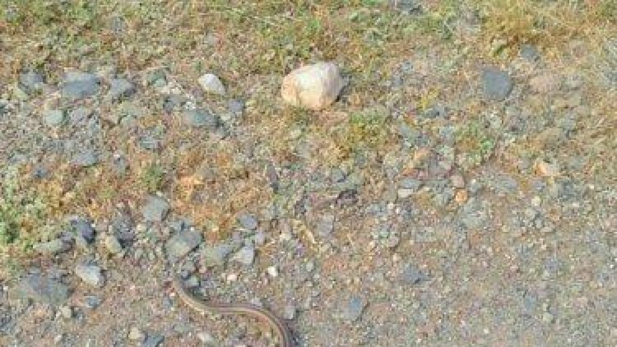Rescaten una serp en una masia de Reus