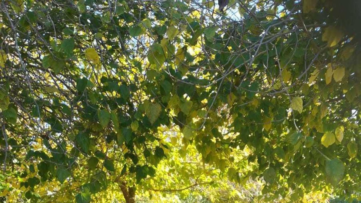 Los cerdos vietnamitas se dejan ver a plena luz del día en SPiSP