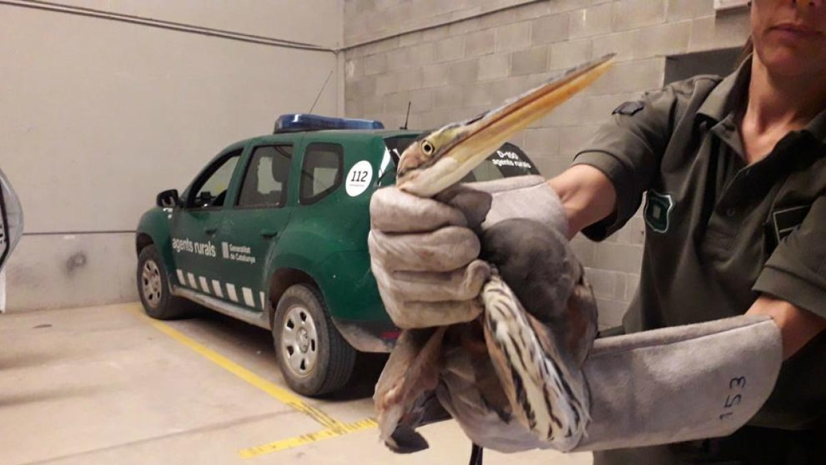 Rescatan una garza imperial con una herida en el ala en Tarragona