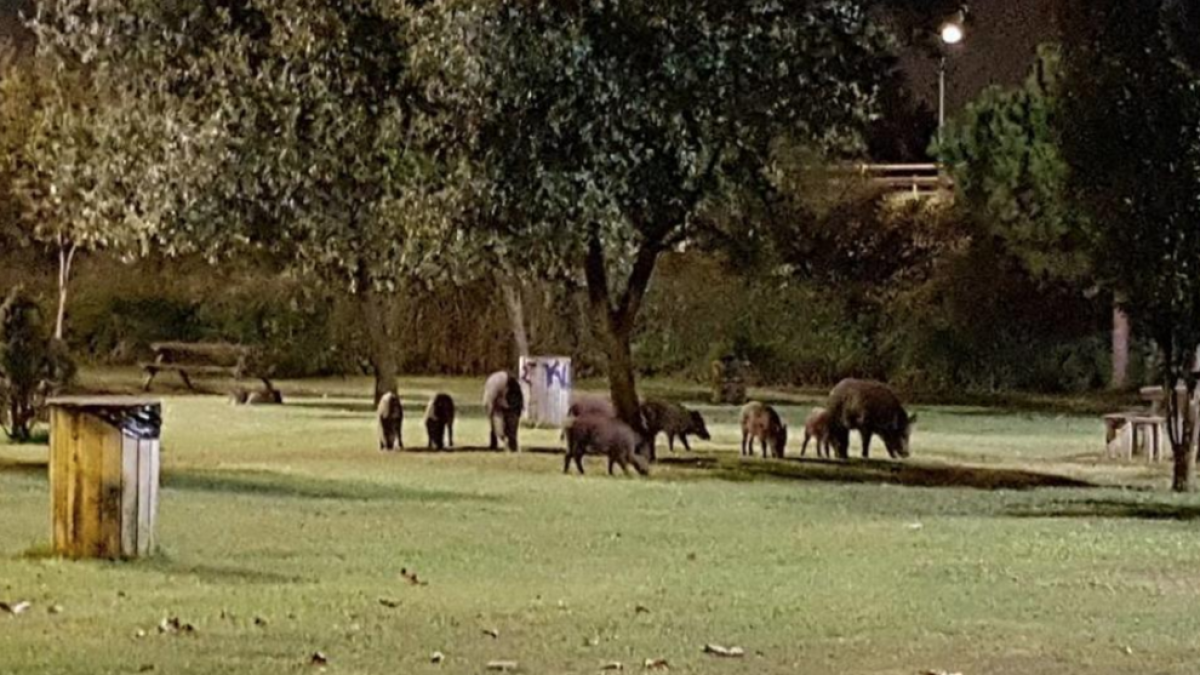 Alertan de que la vacuna para esterilizar los jabalíes aumenta su agresividad