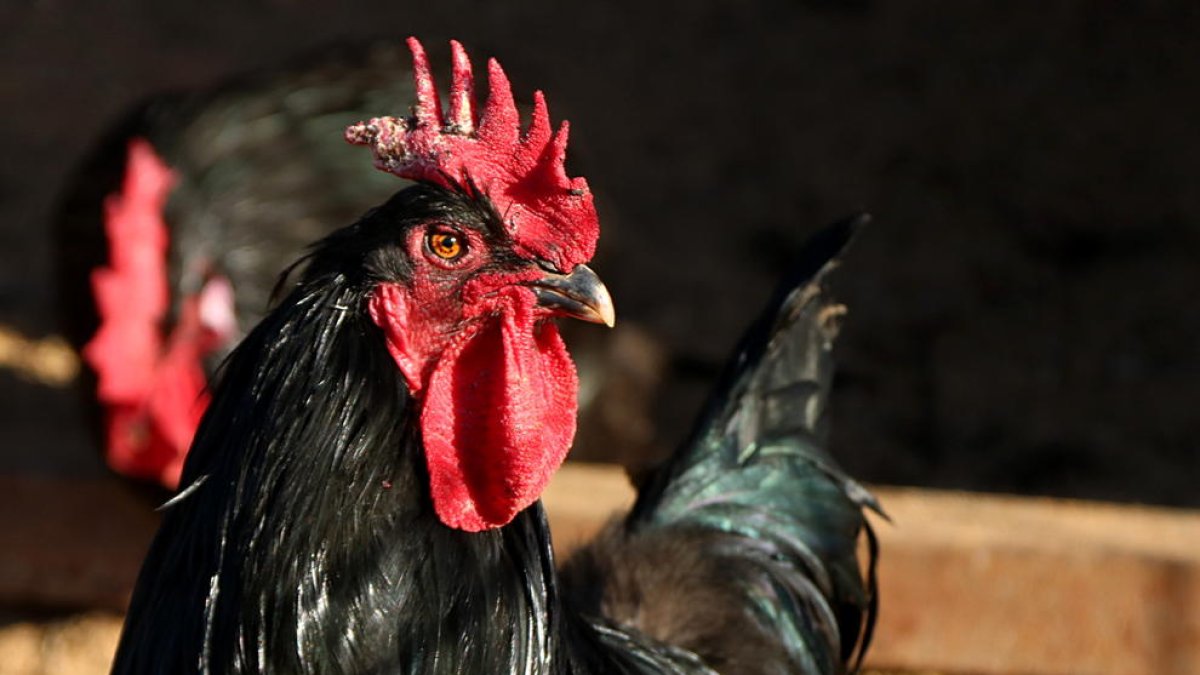 L'IGP Gall del Penedès preveu vendre més de 4.000 exemplars durant el Nadal