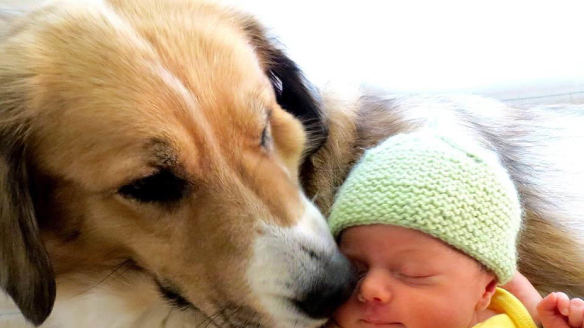 ¿Qué hay que saber cuando llega un bebé a una familia con perro?