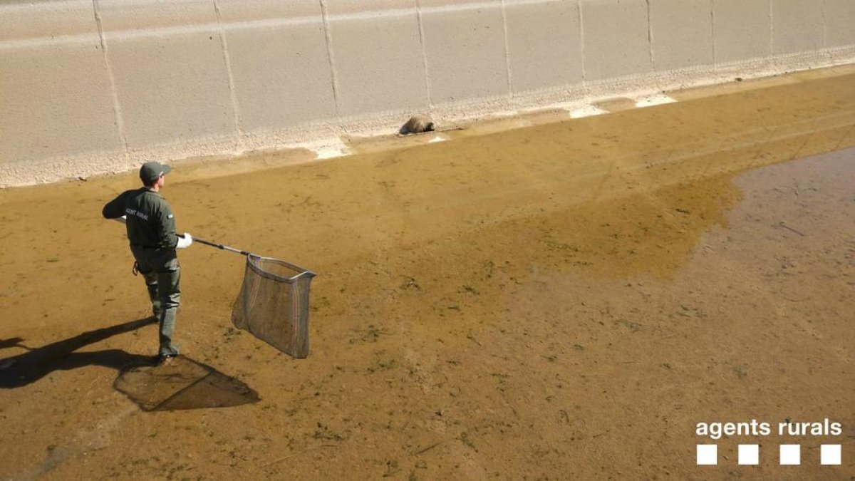Rescatan un tejón atrapado en un canal de acequia a l'Aldea
