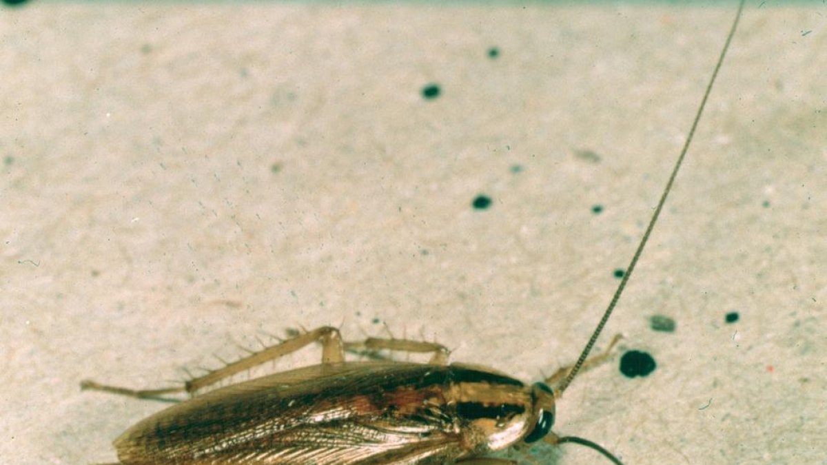 Les paneroles es tornen resistents als insecticides