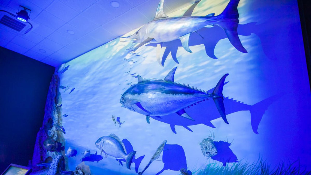 L'Observatori Blau explica el món del mar i de les 30 espècies que es pesquen a Tarragona