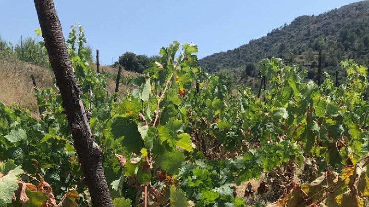 L'onada de calor crema part de les vinyes del Priorat