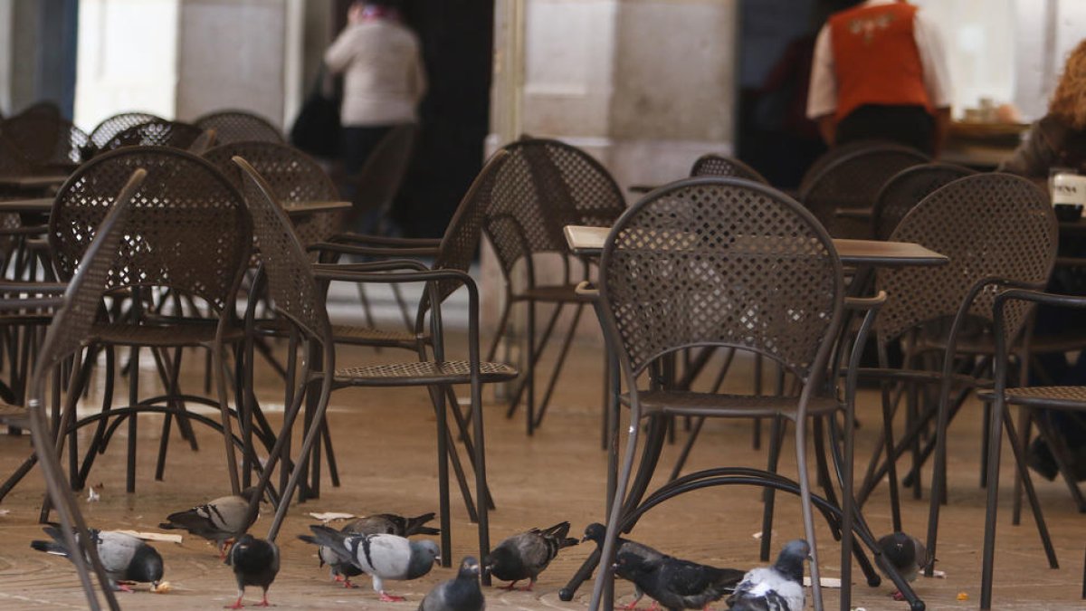 Instal·laran sis menjadors amb pinso esterilitzant per controlar els coloms