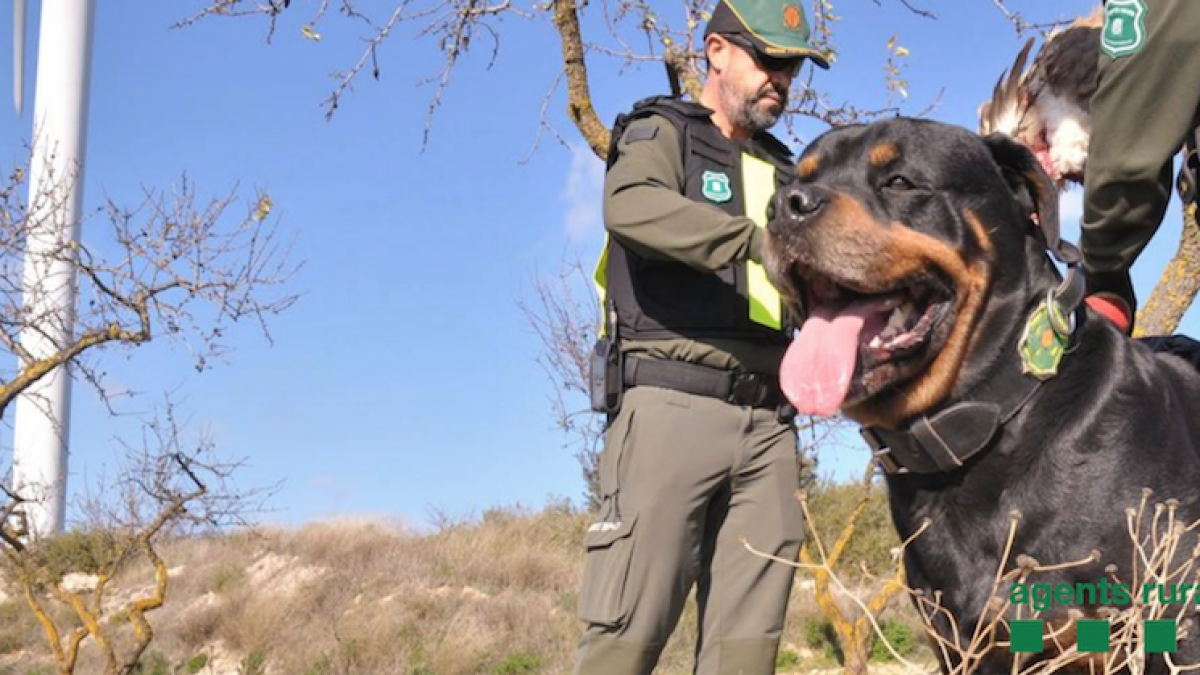 Recullen un voltor mort i un aligot ofegat en una bassa a la Terra Alta