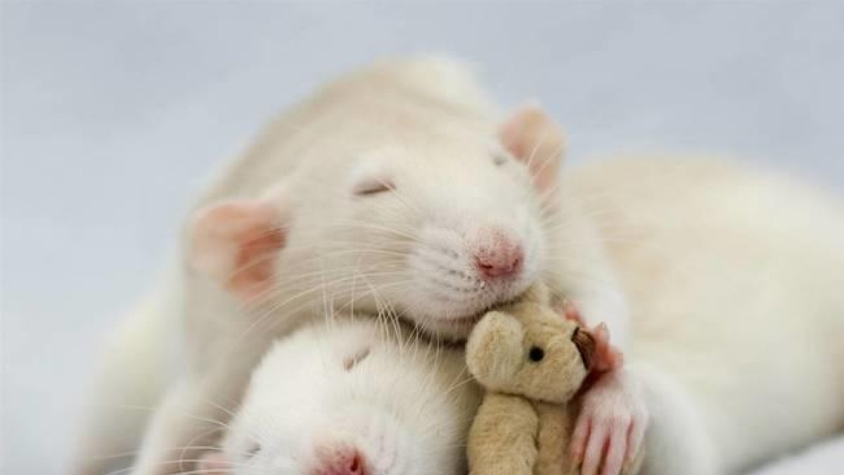 Las ratas domésticas, como animal de compañía