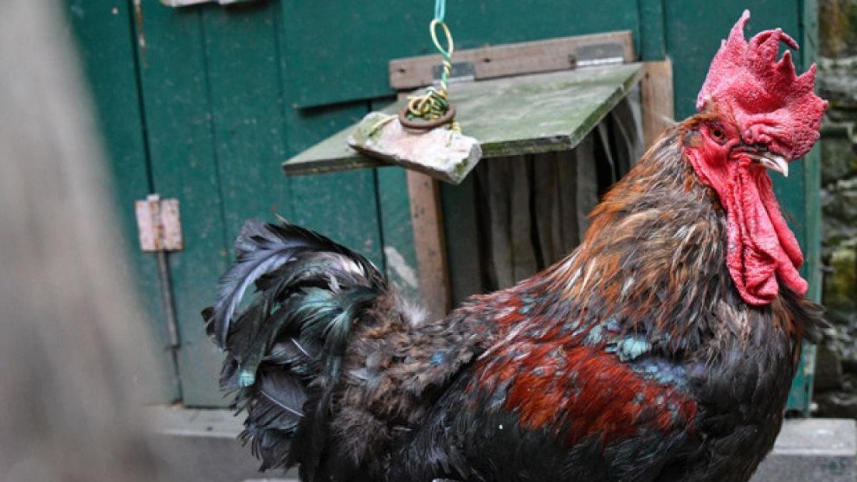 Un juzgado francés determina el derecho de un gallo, denominado Maurice, a poder cantar
