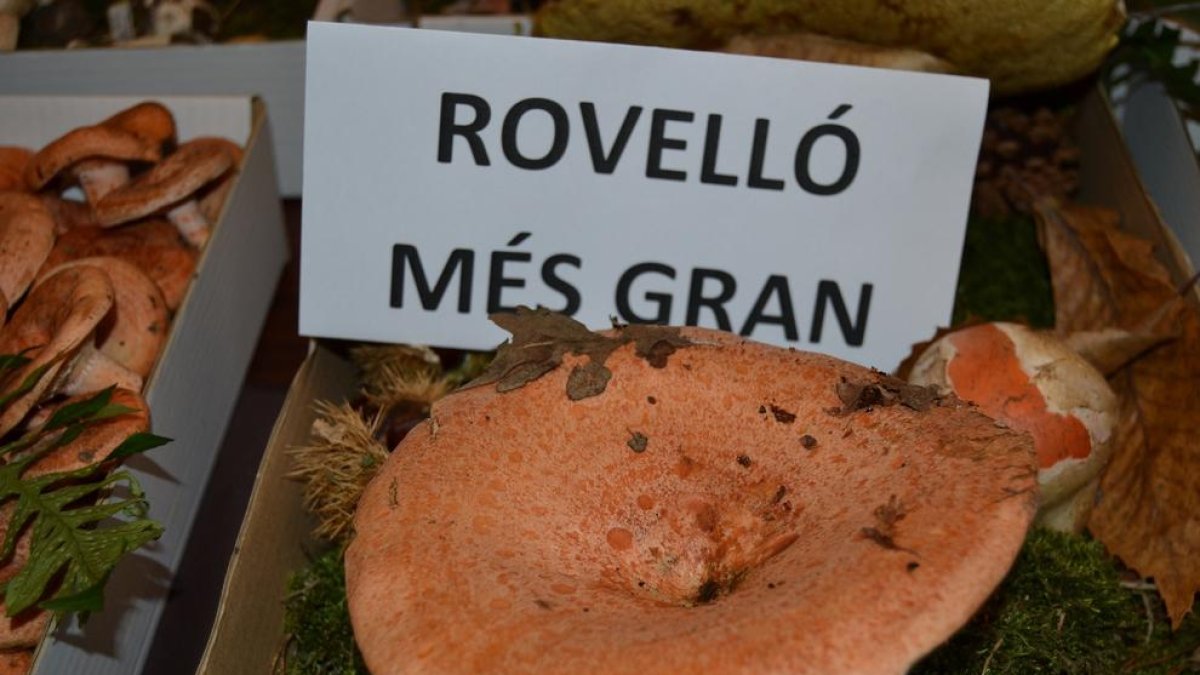 La Festa del Bolet tornarà a Prades aquest cap de setmana