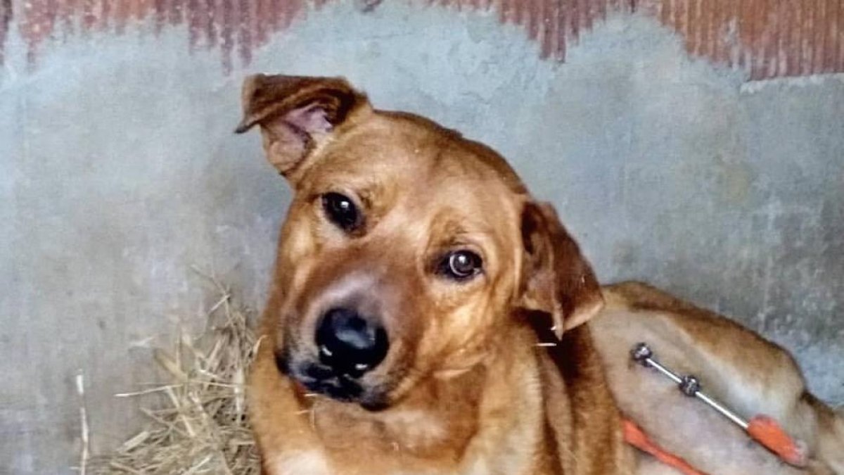 Rescatan un perro herido en la cuneta de la C-12 en Benifallet
