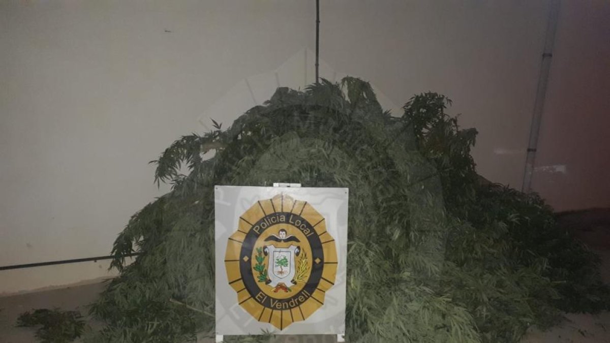 Intervenen 25 plantes de marihuana en un xalet al Vendrell