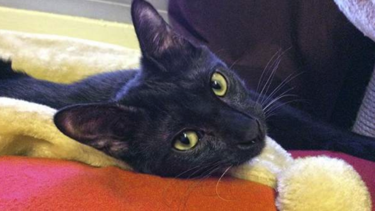 Seis meses de prisión para|por el militar que mató de un tiro en el gato del cuartel