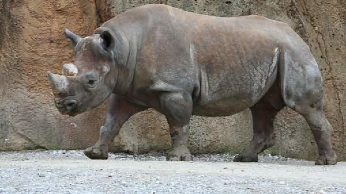 Un millón de especies están en peligro de extinguirse durante las próximas décadas