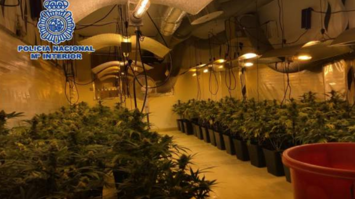 Cae una banda|lado que ponía música clásica las 24 horas en las plantas de marihuana